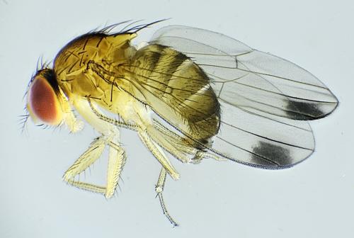 Drosophila suzukii